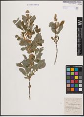 Foto von Salix cinerea L.